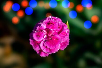 Carnation Floral Water (EGYPT)