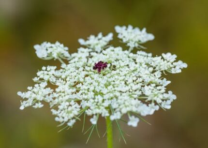 Carrot Seed Essential Oil ORGANIC