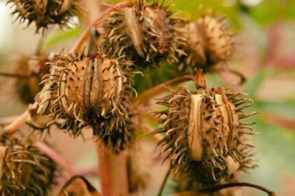 Castor Seed Oil USP