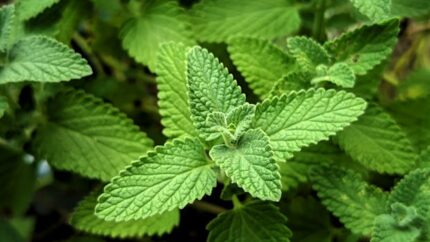 Catnip Essential Oil