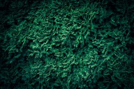 Cedar Leaf Floral Water