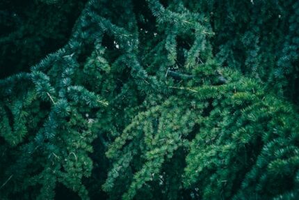 Cedarwood Atlas Oil ORGANIC