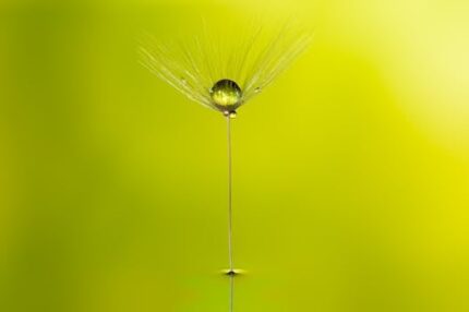 Celery Seed Floral Water