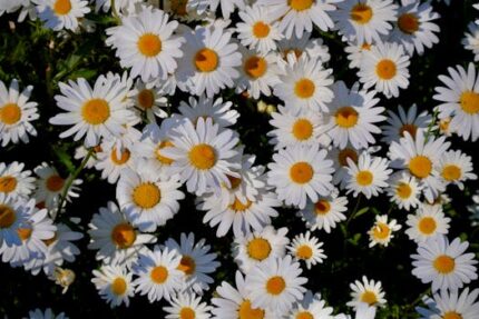 Chamomile Essential Oil German (Nepal) ORGANIC