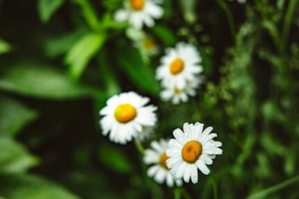 Chamomile Essential Oil Wild