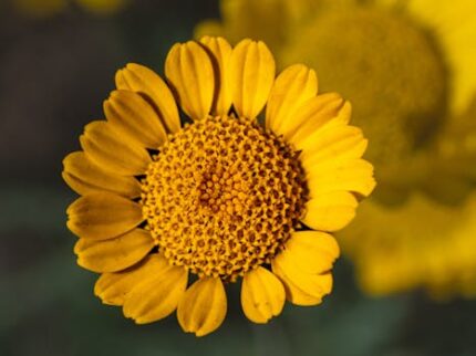 Chamomile Roman Essential Oil 5%