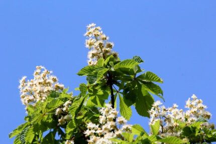 Champaca Absolute White 5%
