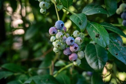 Chaste Berry Tincture