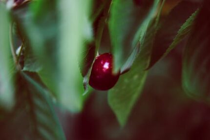 Cherry Kernel Oil Virgin Organic