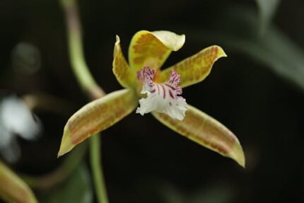 China Rainforest Fragrant Oil