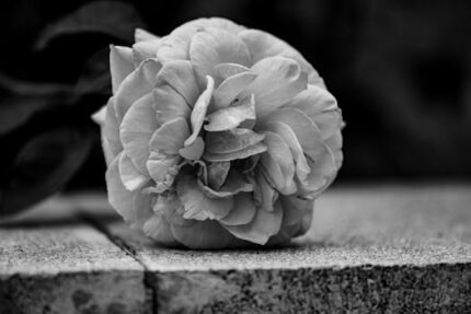 Close To Angel La Rose Type FO (W)