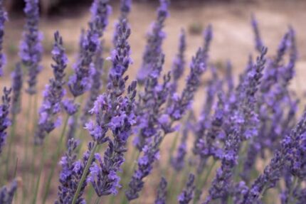 Close To CK One Type Fragrance Oil (Unisex)