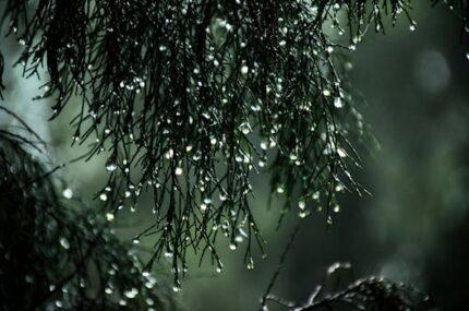 Close To Cool Water Type Fragrance Oil (MEN)
