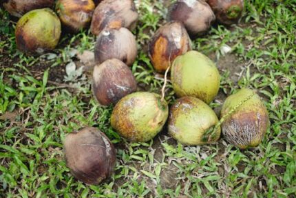 Coco Glucoside