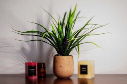 Coconut Soy Candle Wax Blend