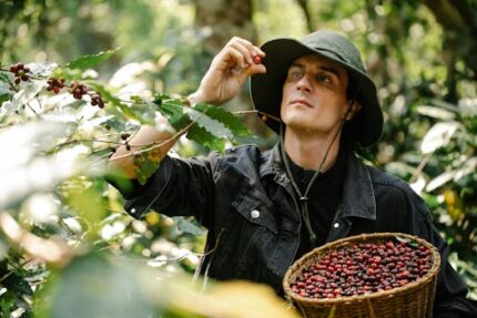 Coffee Herbal Oil