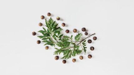 Coriander Essential Oil (Russia) ORGANIC