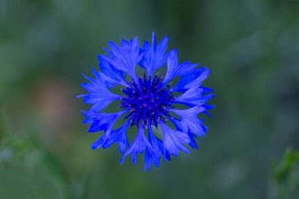 Cornflower Hydrosol Water (CANADA)