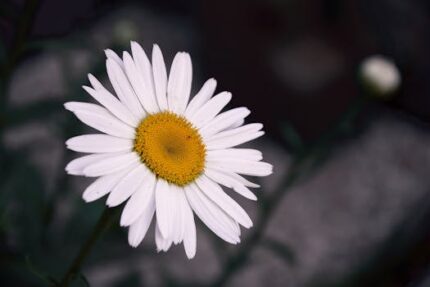 DAISY FLOWER WHOLE