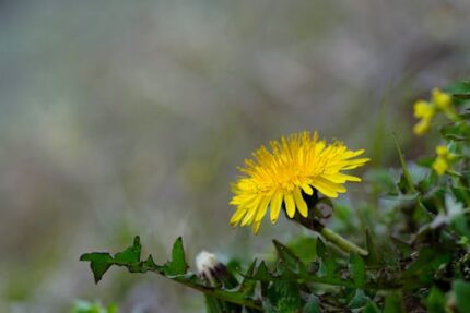 DANDELION LEAVES POWDER