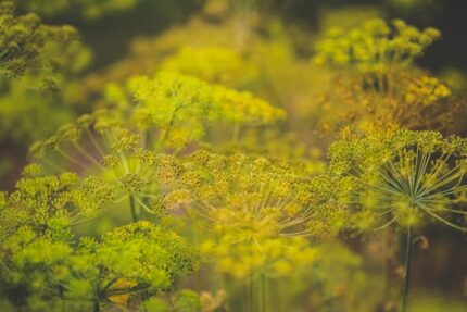 Dill Seed Essential Oil (Austria) ORGANIC
