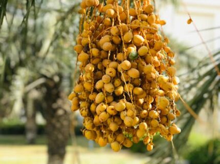 Dry Dates (Shuara Whole)