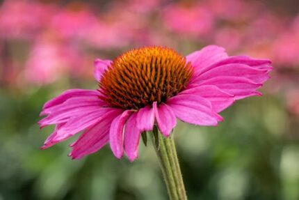 ECHINACEA ANGUSTIFOLIA HERB TEA BAG