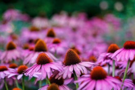 ECHINACEA ANGUSTIFOLIA ROOT TEA BAG