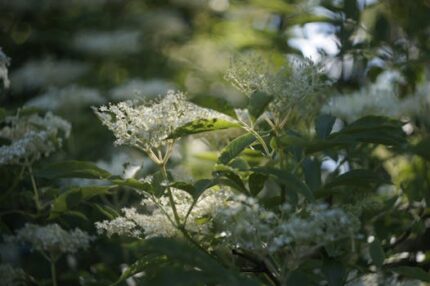 ELDER FLOWER WHOLE