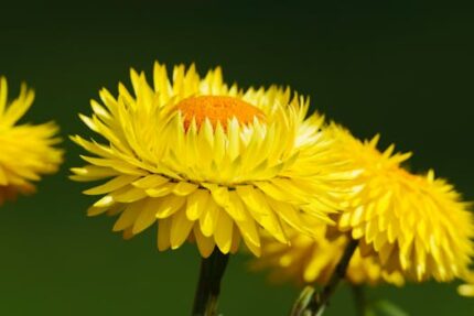 EVERLASTING FLOWER