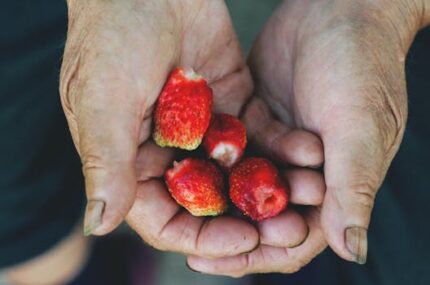Elder Berry Powder
