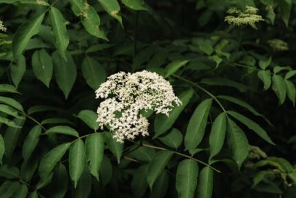 Elderberry Whole
