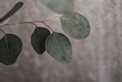 Eucalyptus Essential Oil (Smithii) ORGANIC
