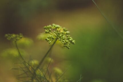 Fennel Sweet Hydrosol Water