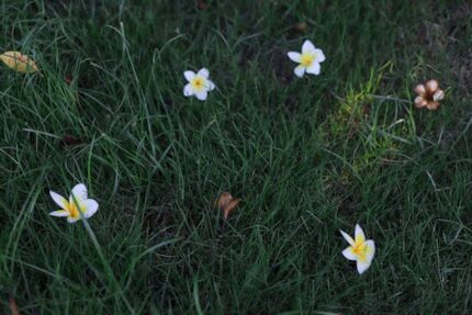 Frangipani Absolute 5%