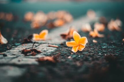 Frangipani Floral Wax