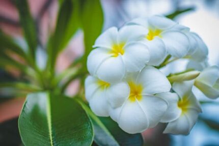 Frangipani Fragrant Oil