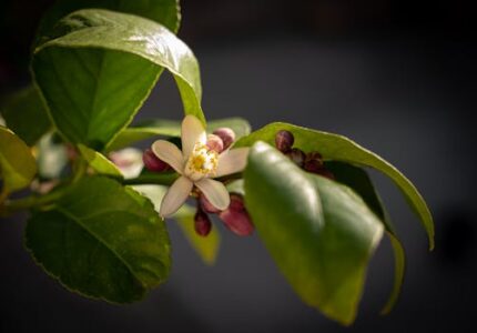 Fresh Lemon Fragrance OIl
