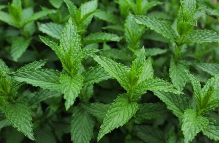 Fresh Mint Fragrance Oil