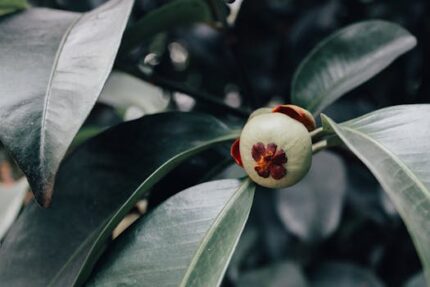 GARCINIA CAMBOGIA FRUIT