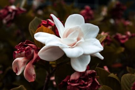 Gardenia Flower Absolute Oil 3%