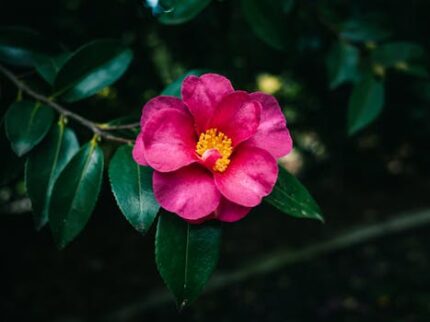 Gardenia Fragrant Oil