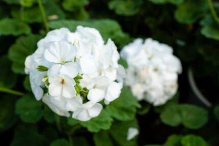 Geranium Absolute Oil