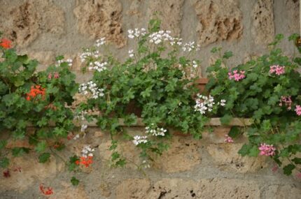 Geranium Essential Oil Organic