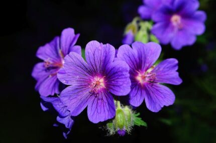 Geranium Leaf Floral Wax