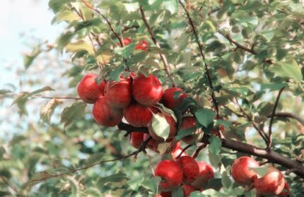 Green Apple Mica