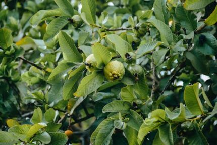 Guava Seed Oil Virgin