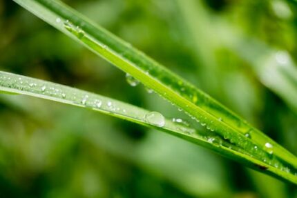 H2O African Bluegrass Essential Oil (India)