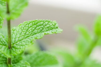 H2O  Basil Essential Oil