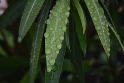 H2O Bergamot Oil